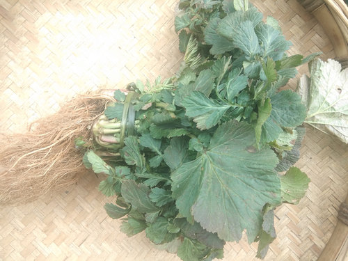 新晒兰布正中药材干货全草500克 贵州蓝布正水杨梅路边青南布正 - 封面