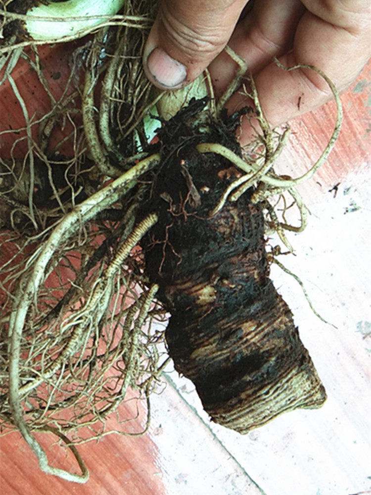 贵州地产草药新鲜雪里见 中药材半截烂野包谷老涩苞谷躲雷草500克