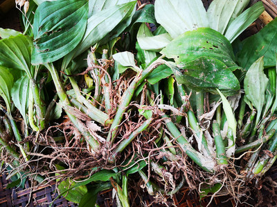 贵州新鲜中药材见血清农产品草药