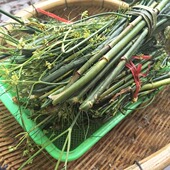 新晒干茴香杆子干货 贵州茴香杆小茴香杆怀香杆浑香杆煲高汤香料