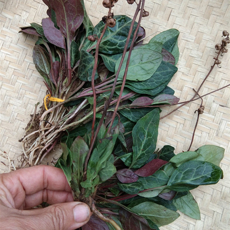 贵州新鲜肺心草中药材紫背鹿含草 肺形草鹿衔草鹿寿茶金牛草500克