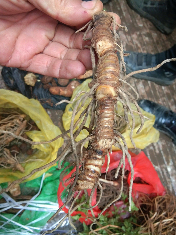 新鲜蜘蛛抱蛋中药材 飞天蜈蚣一帆青赶山鞭九节龙贵州地雷公500克