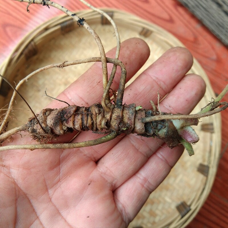 地产新鲜蜘蛛香中草药 贵州山货马蹄香中药材缬草猫儿屎香草臭药