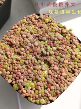 多肉生石花小苗带盆发货彩色品种新手好养肉肉植物lithops seeds