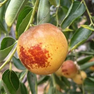 开园福利 中果 自己家种植 羊粪肥料 无化肥农药