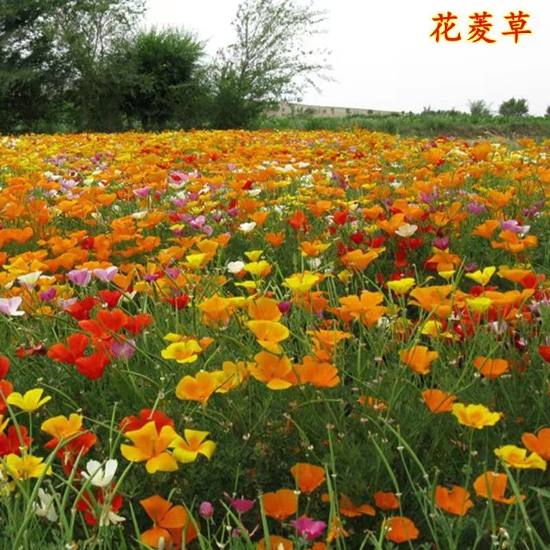 新疆包邮花菱草种子花卉春秋庭院花海耐旱耐寒多年生宿根见土就活