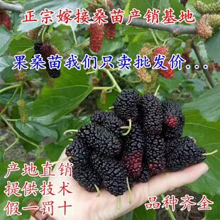 桑葚树苗嫁接四季果桑苗无籽大十桑果苗台湾长果桑树苗占地果树苗