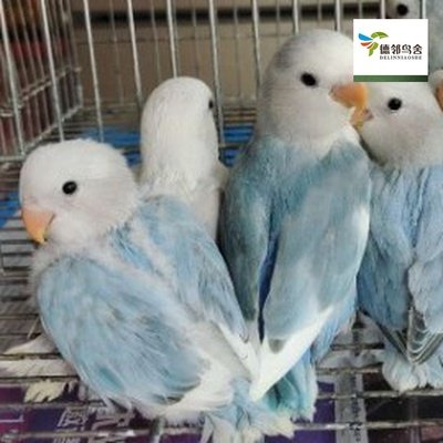 合法花桃派新款德邻鸟舍面类牡丹鹦鹉 半毛手养鸟亲人鸟鹦鹉活鸟