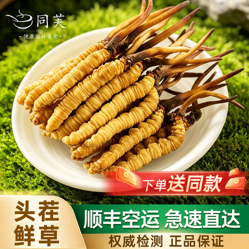 西藏那曲新鲜冬虫夏草2026年头期