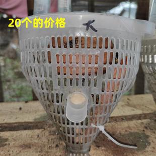 胡蜂活动区红娘金环大黑黄脚葫芦蜂喂食笼筑巢桶箱红桉树皮注射器