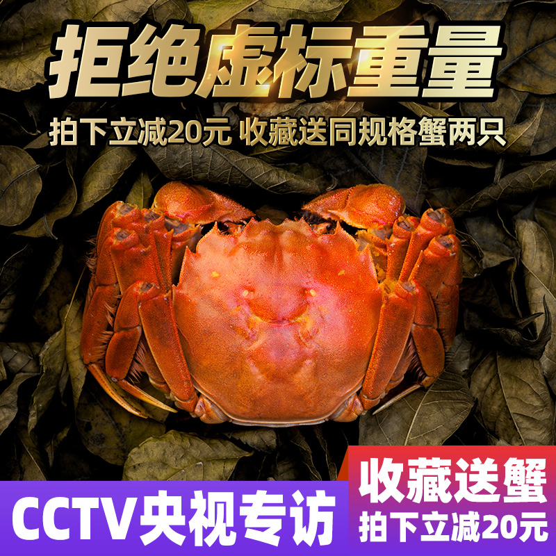 6送2共8只装蟹王岛大闸蟹3两活全母蟹礼盒大母阳澄湖镇小蟹农新鲜