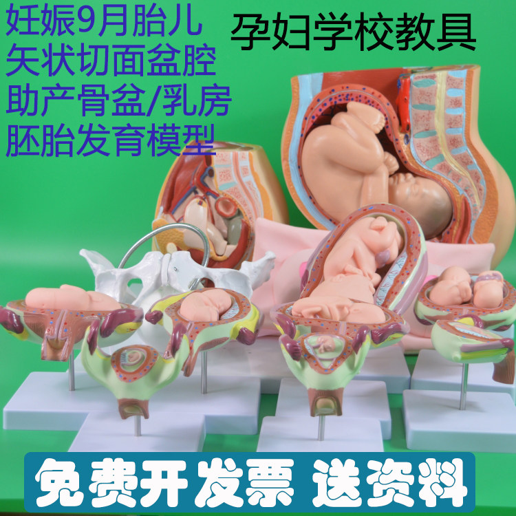 母婴护理中心/孕妇学校教具教学物品 女性乳房模型骨盆盆腔道具