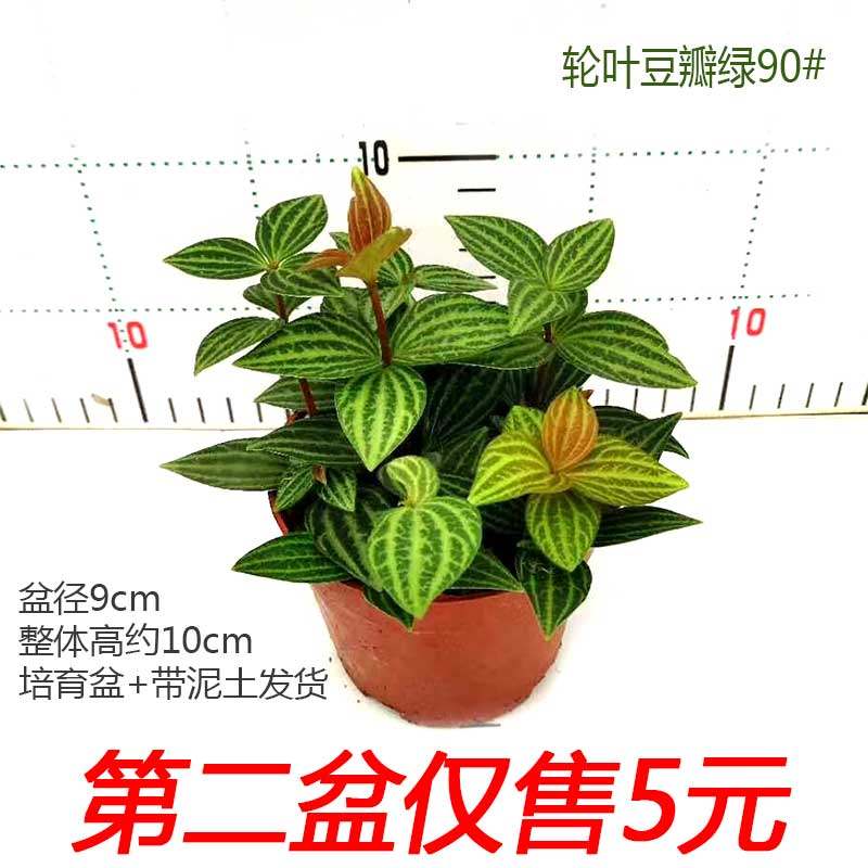 轮叶豆瓣绿盆栽白脉椒草室内办公四季常青观植物北欧风耐阴易养护