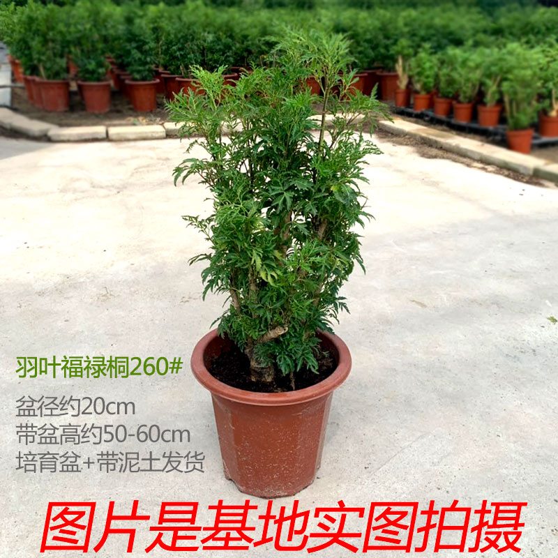 羽叶福禄桐盆栽细叶钱多多室内客厅阳台四季常花卉青观叶花卉植物