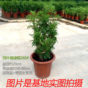 羽叶福禄桐盆栽细叶钱多多室内客厅阳台四季常花卉青观叶花卉植物