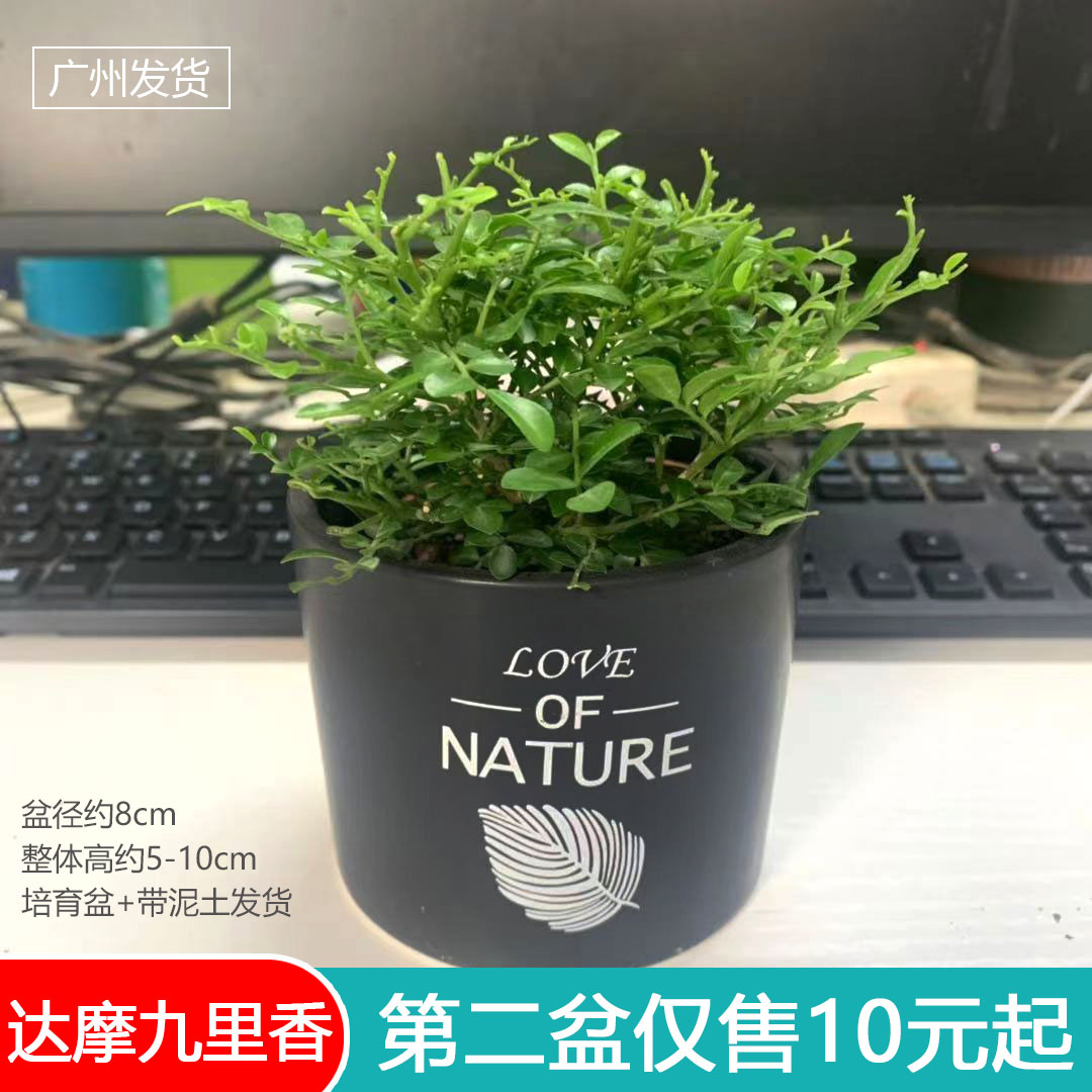 台湾达摩九里香小叶盆栽苗室内办公客厅阳台花卉四季常青微型盆景