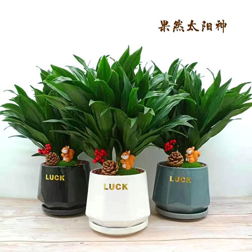 太阳神密叶朱蕉巴西美人盆栽室内办公绿植室内植物净化空气吸甲醛
