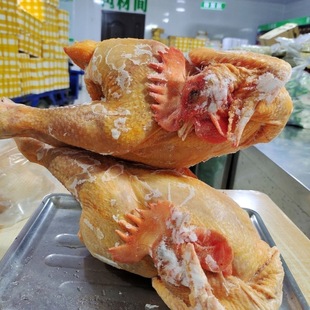 新鲜宰杀东北林地散养笨公鸡草原红公鸡黑龙江农家散养大公鸡