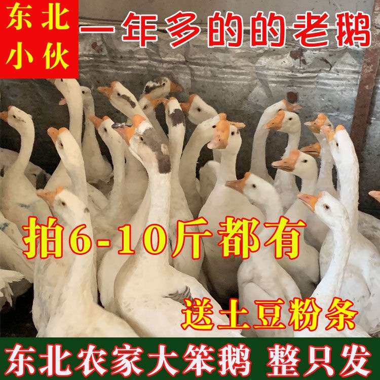1年多东北老鹅活6-11斤农家散养土鹅新鲜鹅肉显示冷冻整只大白鹅