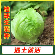 结球生菜种子球生菜种籽包心球形阳台四季盆栽球种蔬菜菜籽孑籽种