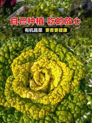 黄心乌种子塌地乌黄心菊花菜乌塌菜皱叶小白菜耐低温农家蔬菜种子