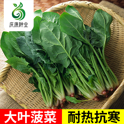 大叶菠菜种子老品种四季播种