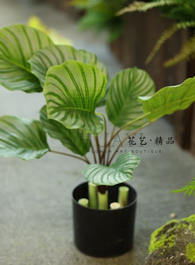 手感保湿苹果竹芋叶仿真植物橱窗造景拍摄背景布置彩叶芋热带大叶