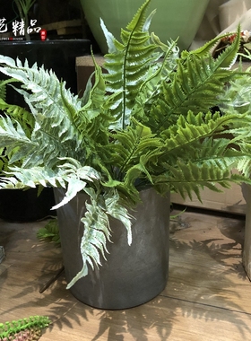 仿真波斯草带霜香椿叶灰色植物热带造景植物墙配草波士顿蕨叶蕨树
