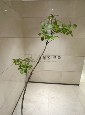 仿真海桐叶福禄桐枝叶马醉木吊钟绿植落地摆件室内装饰树假植物