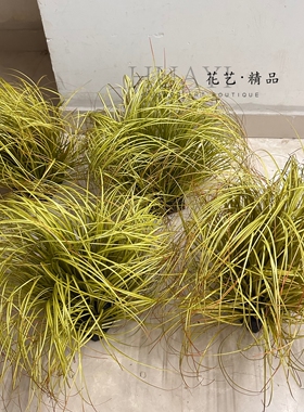 乱草仿真绿植枯草水草菖蒲装饰植物盆栽家居摆件治愈系草原布置