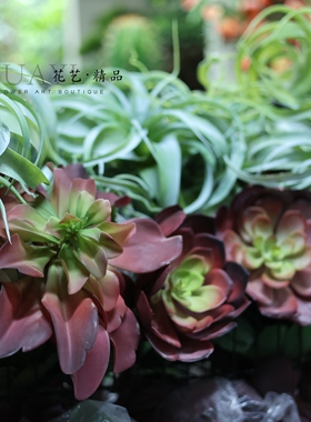 多肉微景观造景宝石莲花仿真芦荟沙漠植物空气草老人须室内装饰