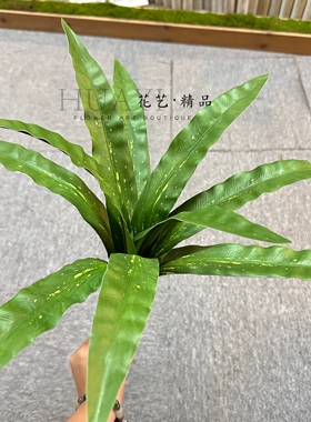 仿真绿植巢蕨叶斑点鸟巢叶丛状装饰盆栽花艺软装爬宠缸造景植物
