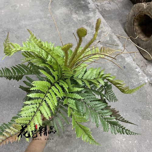 高品质手感大蕨叶蕨草蕨类植物造景绿植壁挂墙面垂吊假草插花设计