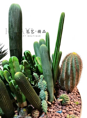 大型花艺素材仿真沙漠植物热带绿植造景多肉墨西哥仙人柱拍摄道具