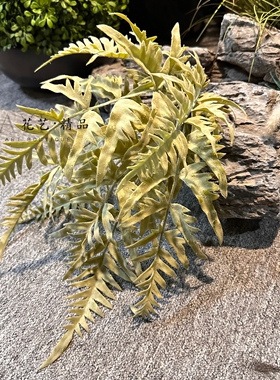 灰色蕨草仿真波斯草波士顿蕨肾蕨爬虫缸造景橱窗摆放插花素材