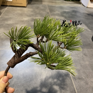 弯枝日本松 枝松树叶柏树弯曲造型枝干树枝禅意摆件装饰品假树叶