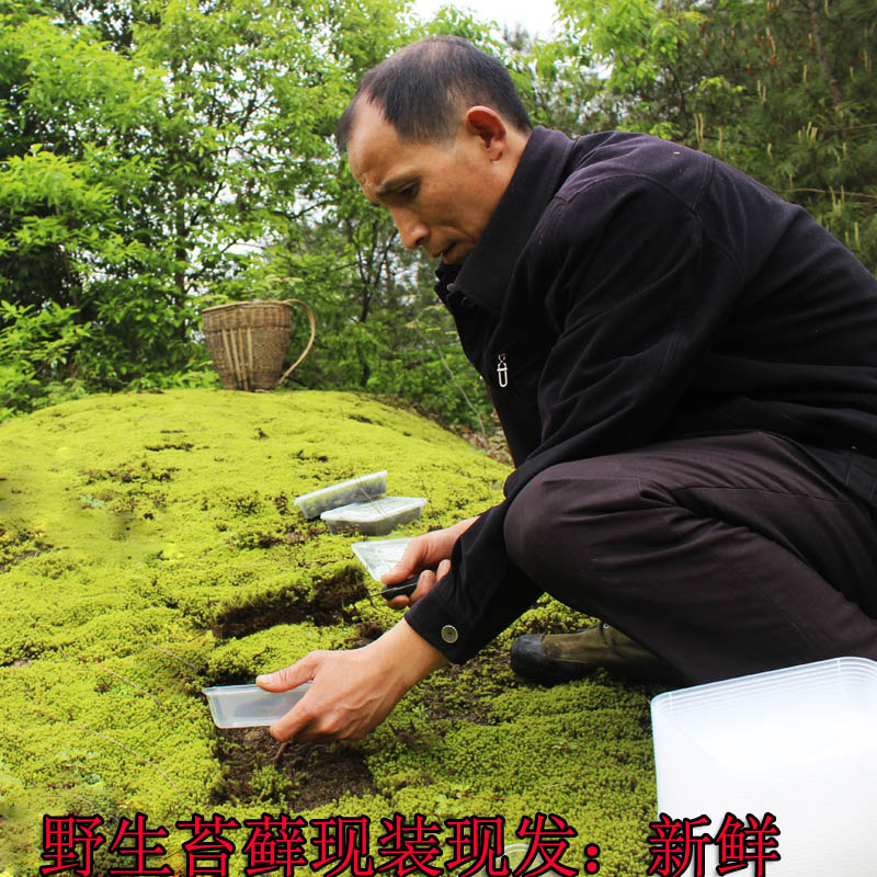 野生苔藓生龕力强阳台办公室林下