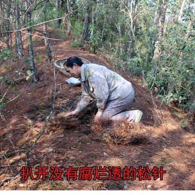 营养土兰花武陵山无污染腐叶土