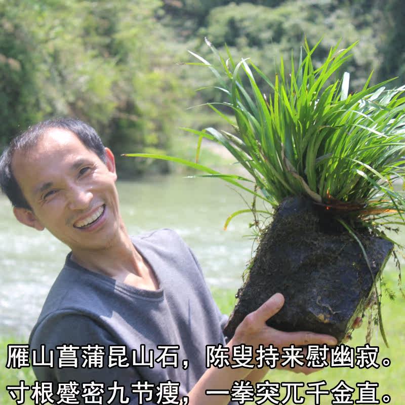 野生石菖蒲新鲜现采水培植物绿植水种植物苗盆景假山造景草药种植