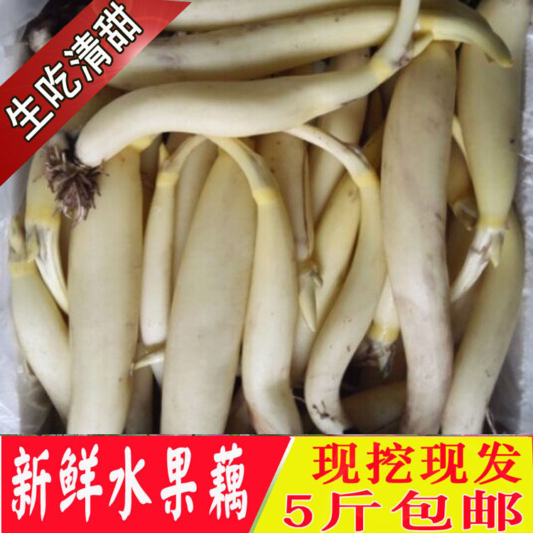 水果藕嫩莲藕新鲜湖北洪湖特产非马踏湖白莲藕生吃凉炒藕顺丰包邮