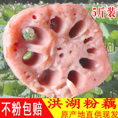 2025年新鲜粉藕上市洪湖煲汤莲藕