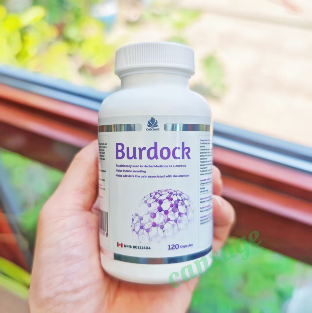 Cansage草本牛蒡Burdock