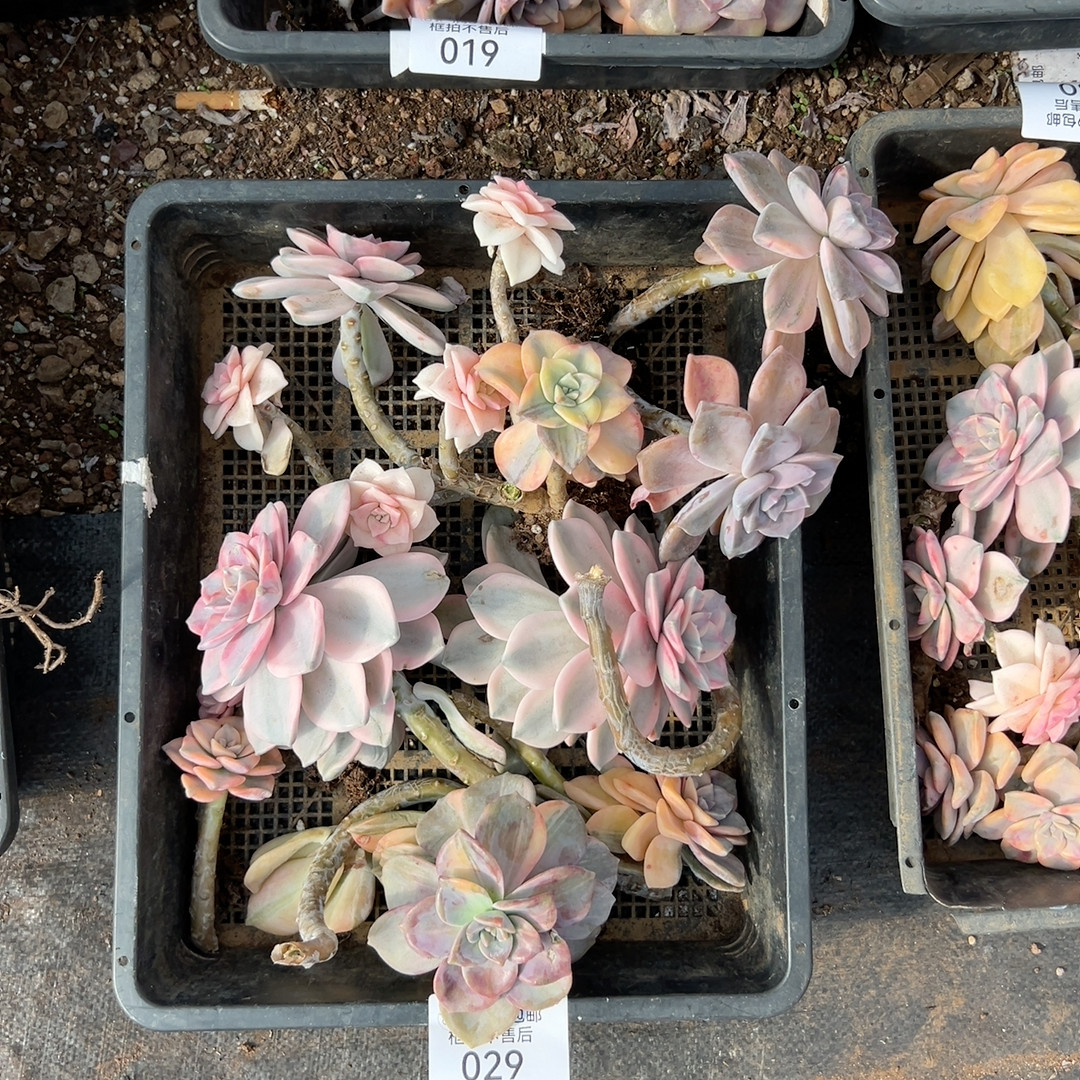 029,鲜花速递/花卉仿真/绿植园艺,多肉植物,淘宝优惠券,粉丝福利购,淘宝优惠卷