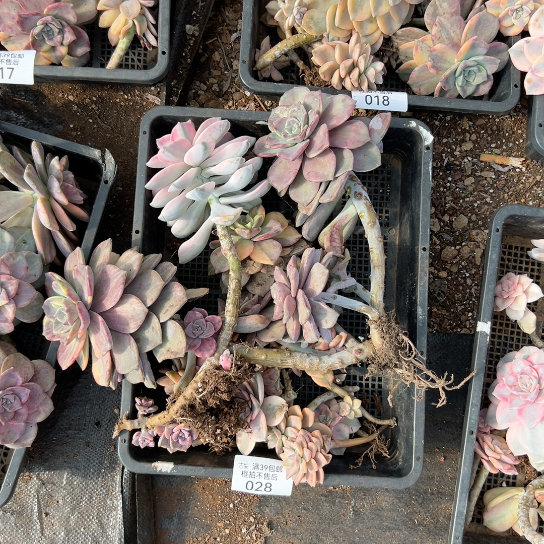 028,鲜花速递/花卉仿真/绿植园艺,多肉植物,淘宝优惠券,粉丝福利购,淘宝优惠卷