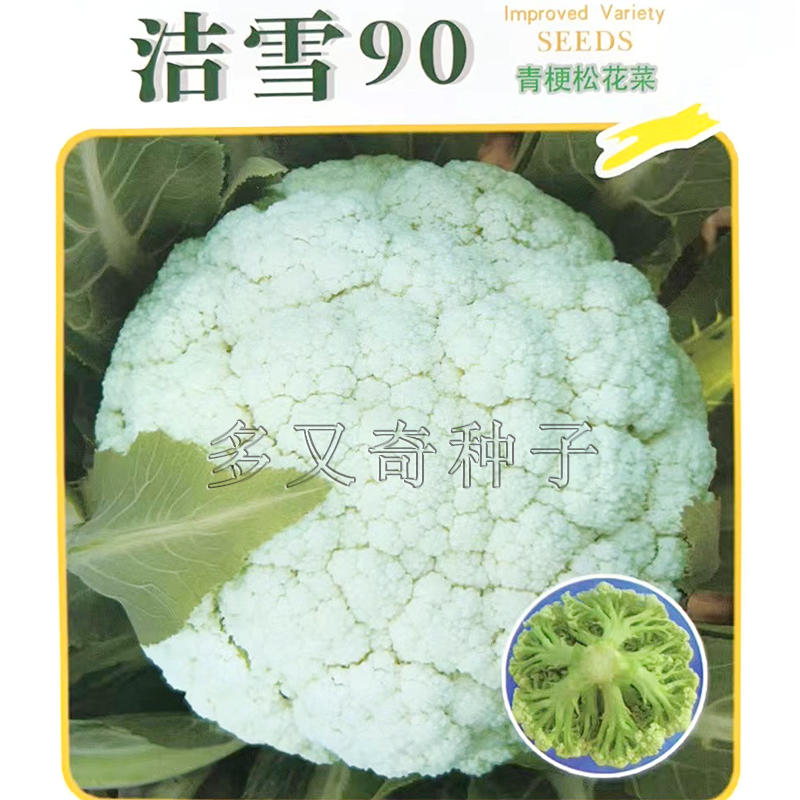 洁雪90松花菜种子 秋播晚熟青梗松花菜种子花粒细质柔软蔬菜种子