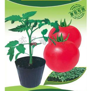 青园番茄砧木种子 春秋西红柿嫁接用砧木籽耐低温抗高温根结线虫