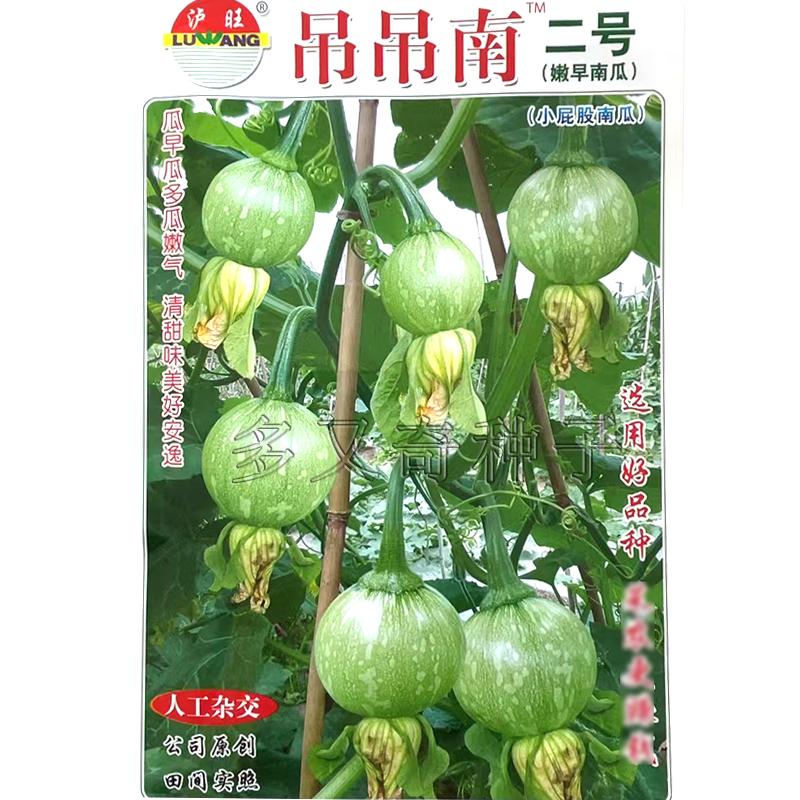 吊吊南2号南瓜种子 长江流域春播早熟菜嫩南瓜籽绿白花斑蔬菜种子