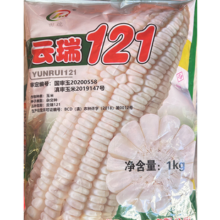云瑞121白玉米种子 西南地区春夏播白色苞谷种老玉米青贮玉米种子