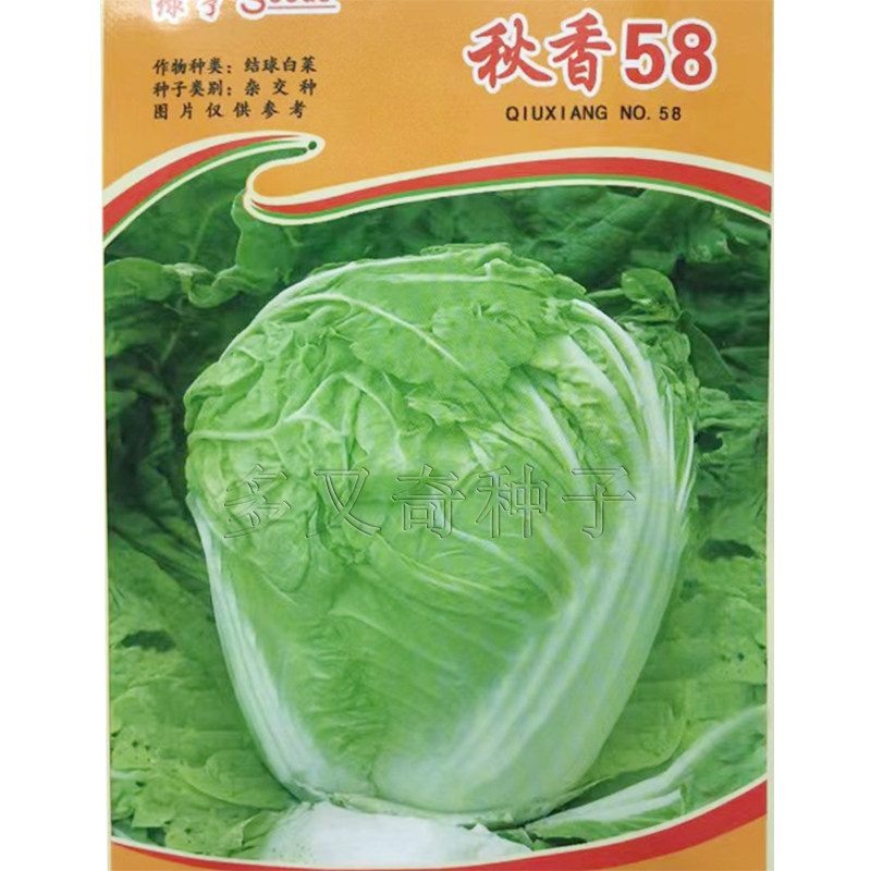 秋香58白菜种子 秋播早熟大白菜种子 叶柄薄扁平北方秋播蔬菜种子