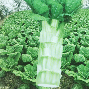 正棒二号笋子芥菜种子 秋播白皮棒菜种子耐寒板叶茎叶兼用蔬菜籽